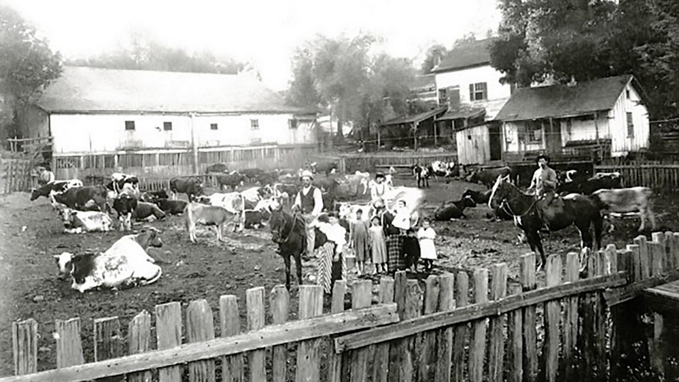   The Azorean Portuguese Azevedo and Louis dairy ranch at Jule Station, California in 1895.