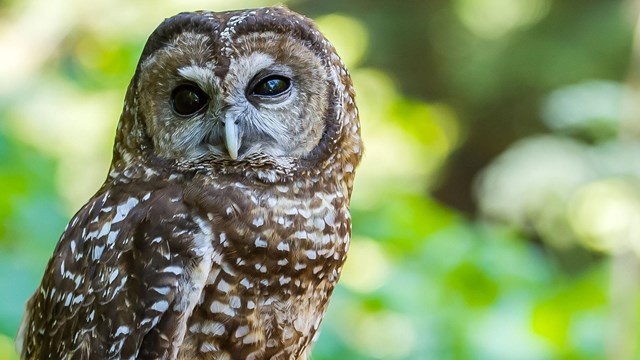 Photo of a northern spotted owl.