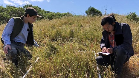 Two technicians take measurements in a grassland vegetation plot.