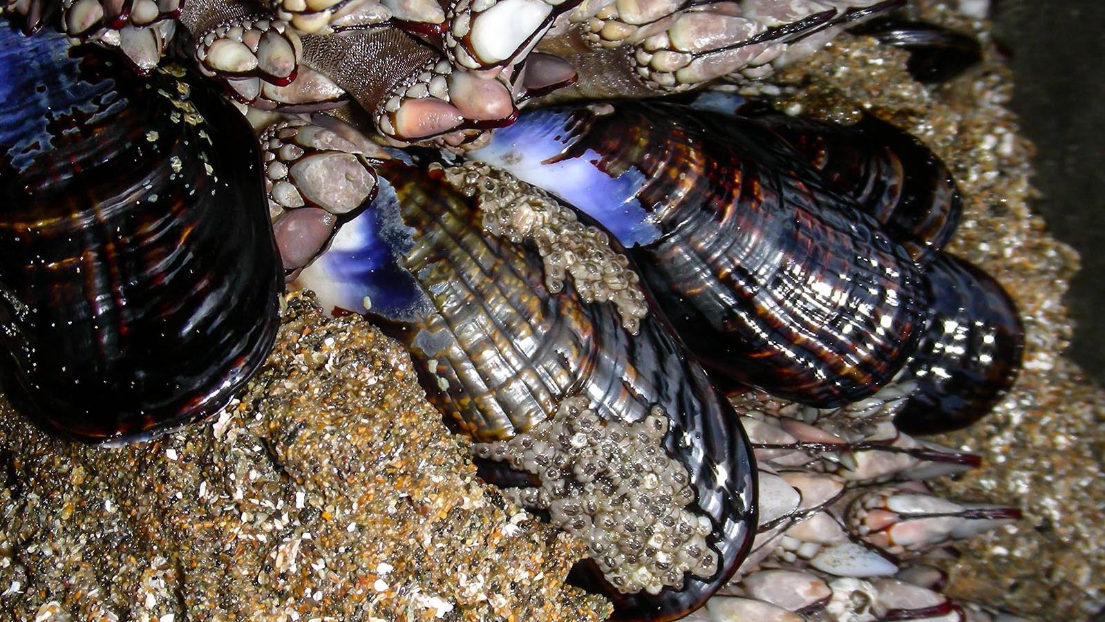 Close up of mussels.
