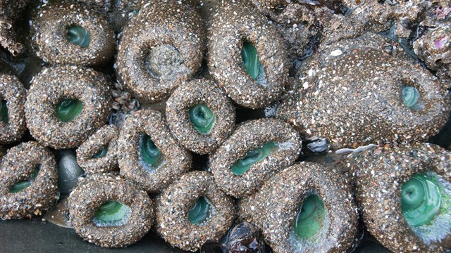 Closed-up sea anemones.