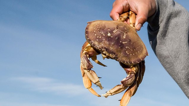 Person holds up large crab, with Golden Gate bridge in background.