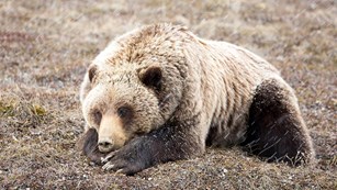 A grizzly bear at Denali.