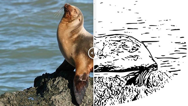 Outline of a sealion to color in