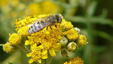 bee pollenating flower