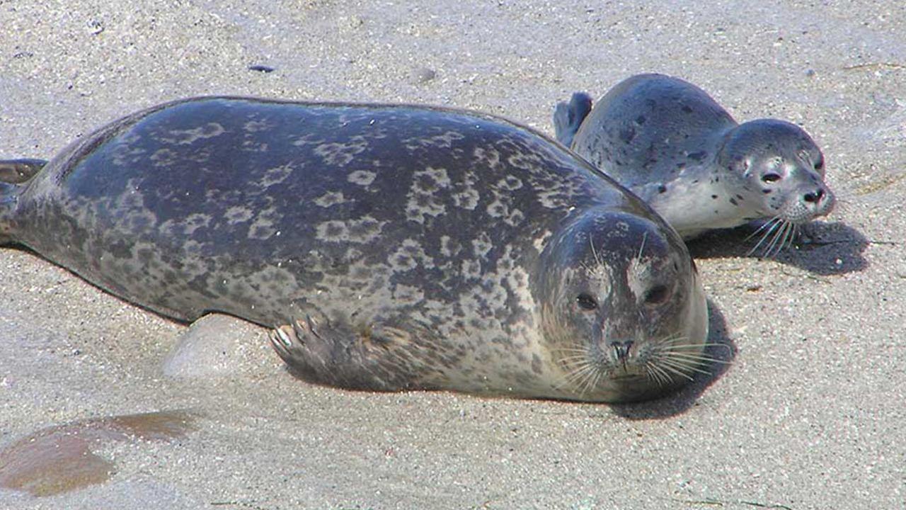 Female harbor seal and pup.