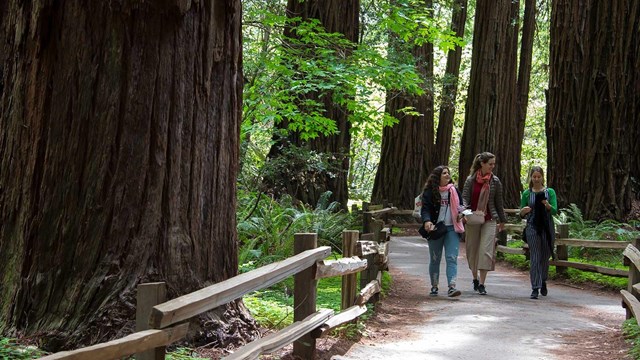 three women walk along a winding, tree lined trail in Muir Woods