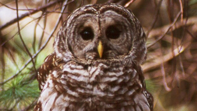 Barred owl.