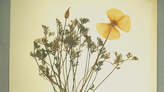 Natural History specimen, a pressed California poppy