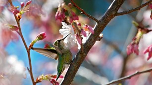 bird on a flower branch