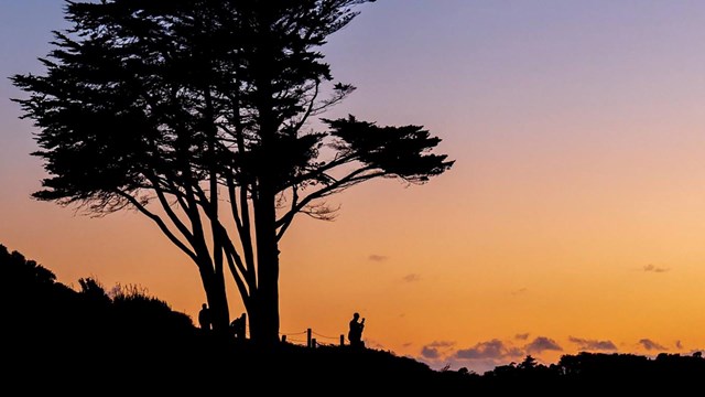 tree with changing sky of sunrise