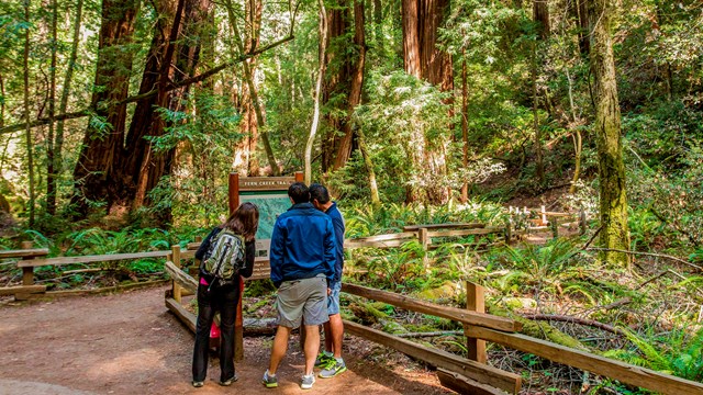 Two individuals stand along a trail looking at a trail kiosk. Redwood trees tower overhead. 