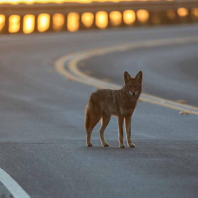 Coyote on an empty Conzelman Rd.
