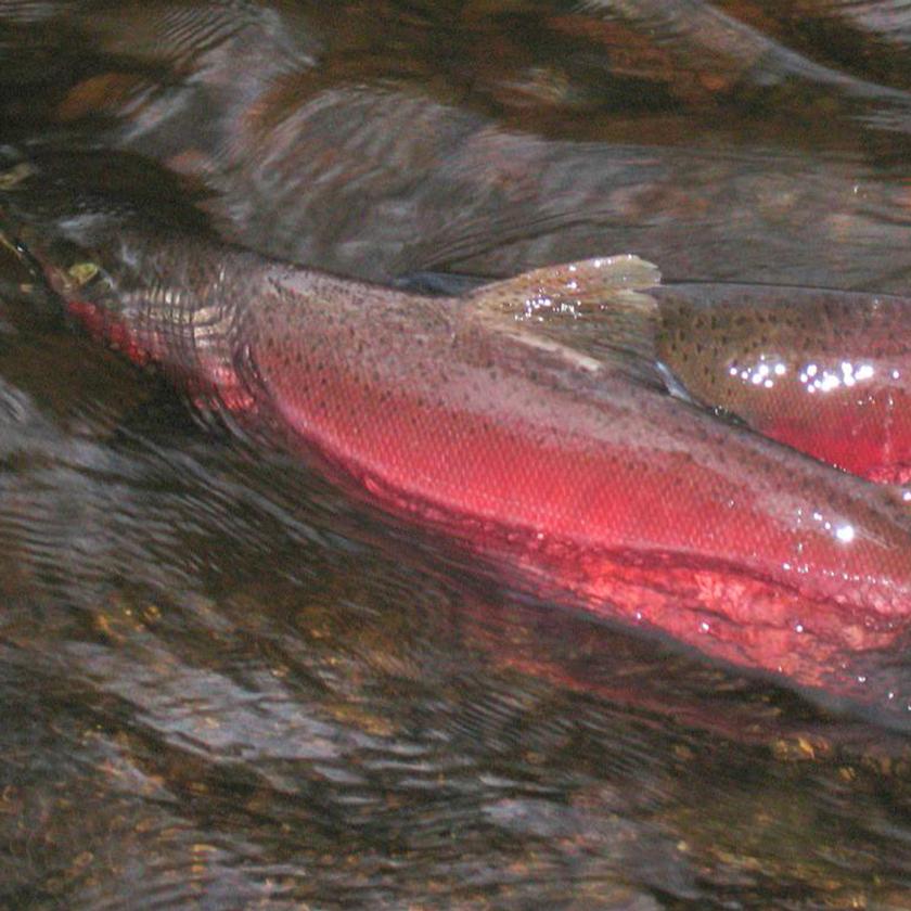 two coho salmon in muwo