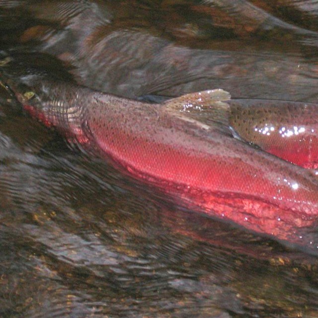 two coho salmon in muwo