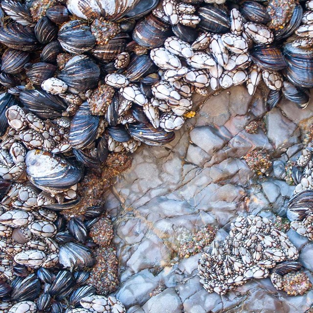 Close-up shot of barnacles and mussels in the rocky intertidal zone.