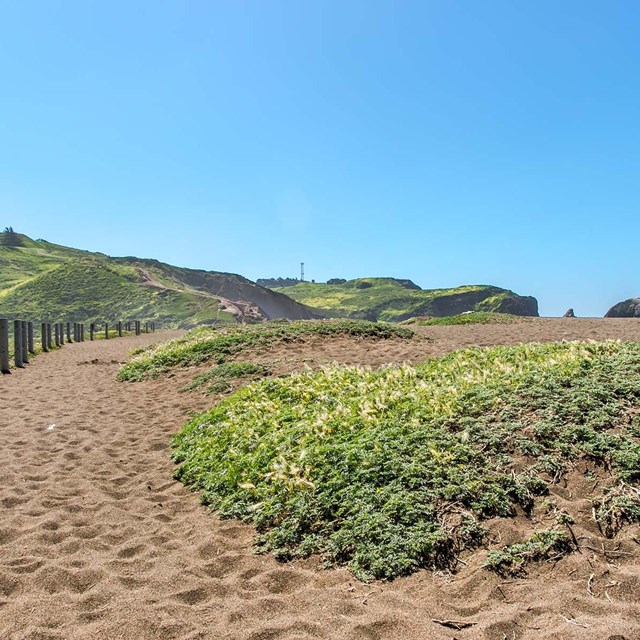 Image of Sand Dunes at Rodeo Beach in the Marin Headlands.