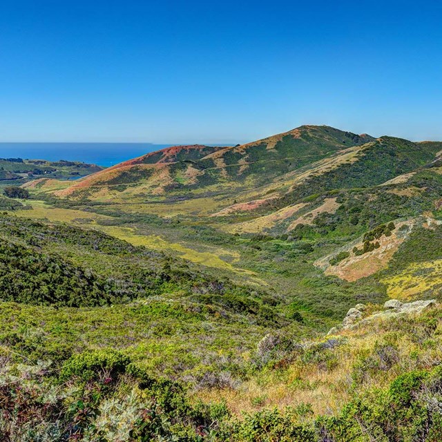Landscape shot showing colorful the scrubland plants of the Marin Headlands.