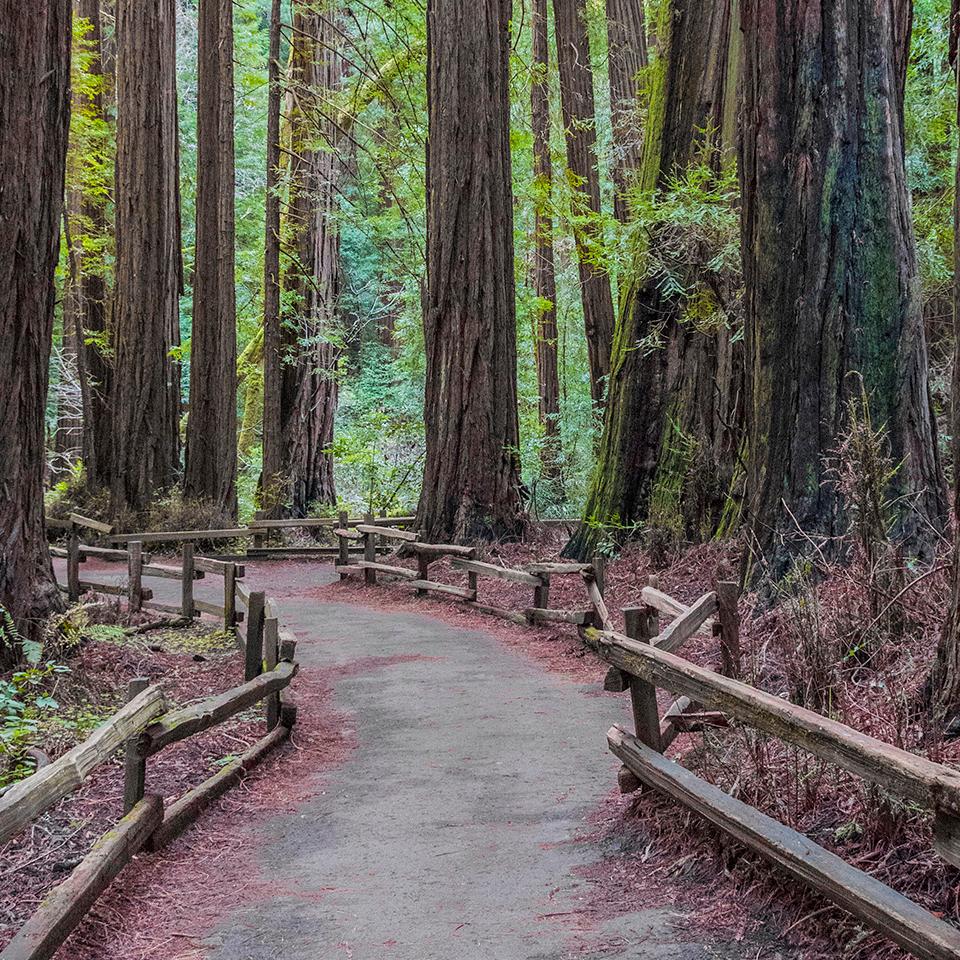 Empty trail at Muir Woods