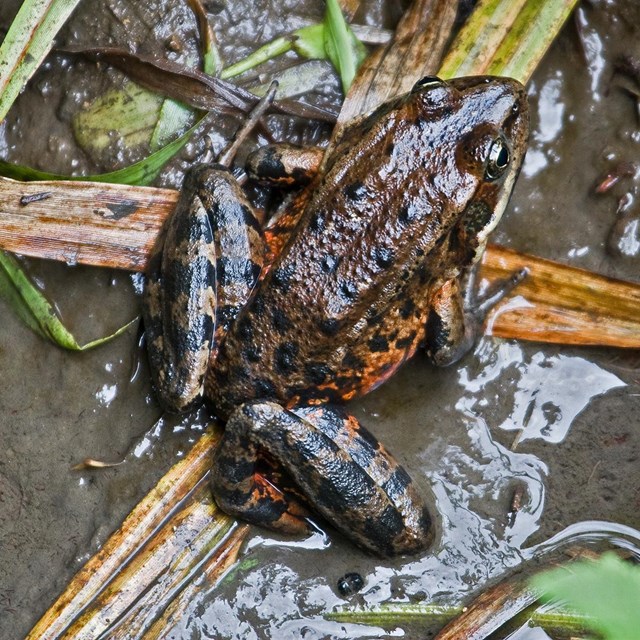 Frog crouches in the mud.
