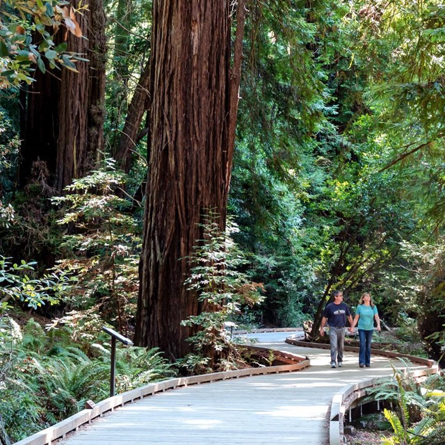 Learn more about planning in Muir Woods & Redwood Creek Watershed.