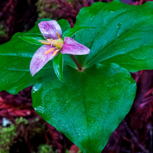 Close up of pink three-petaled trillium flower and its three green leaves.