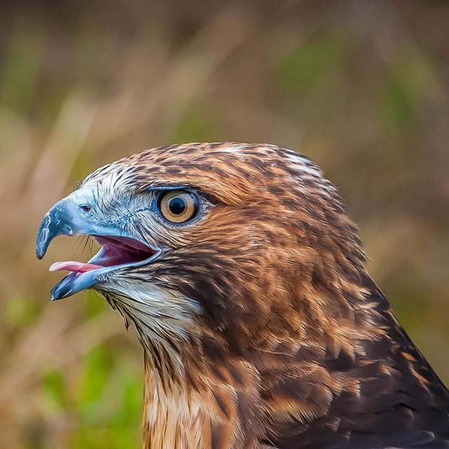 Profile of cawing hawk