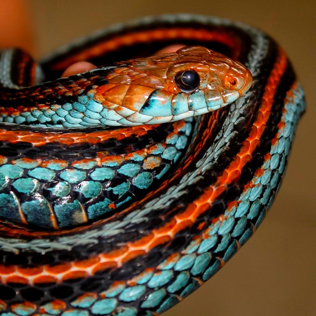 Close up of the endangered San Francisco Garter Snake