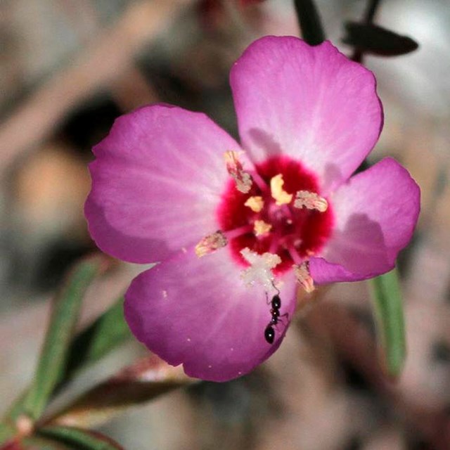 Presidio clarkia