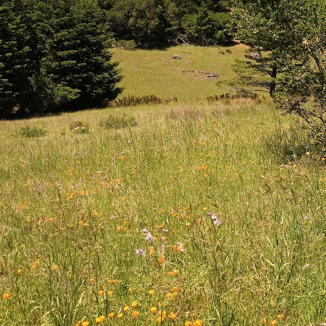 Grasses in a green field. 