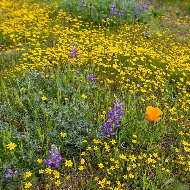 Image of yellow and purple wildflowers, with a single golden poppy.