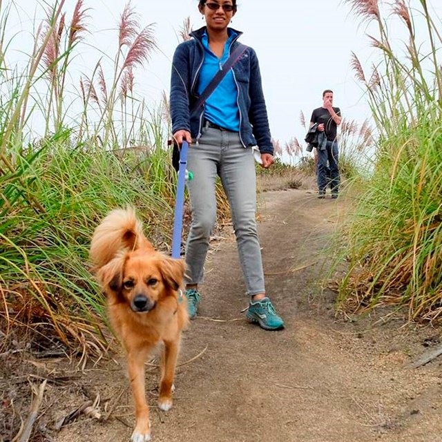 women walks multiple dogs on lawn 