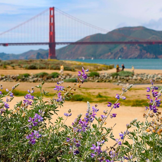 Golden gate in the background, purple blossoms of native lupine in the foreground.