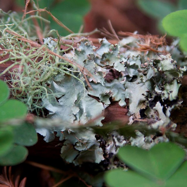 Close up of green sorel leaves and lichen on a branch.