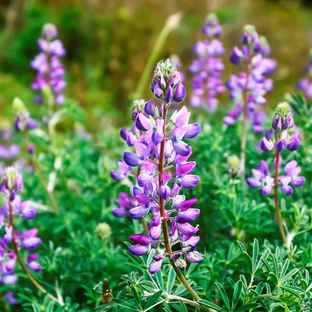 A bundle of silver lupine 