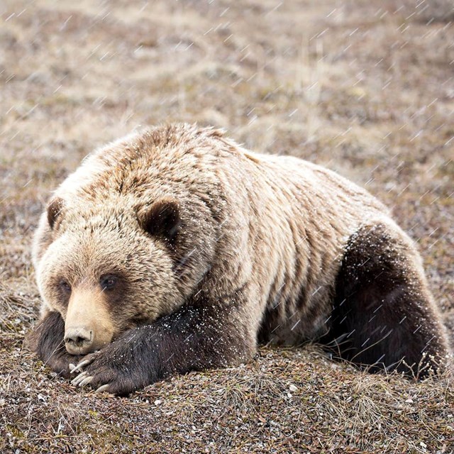 A grizzly bear at Denali.