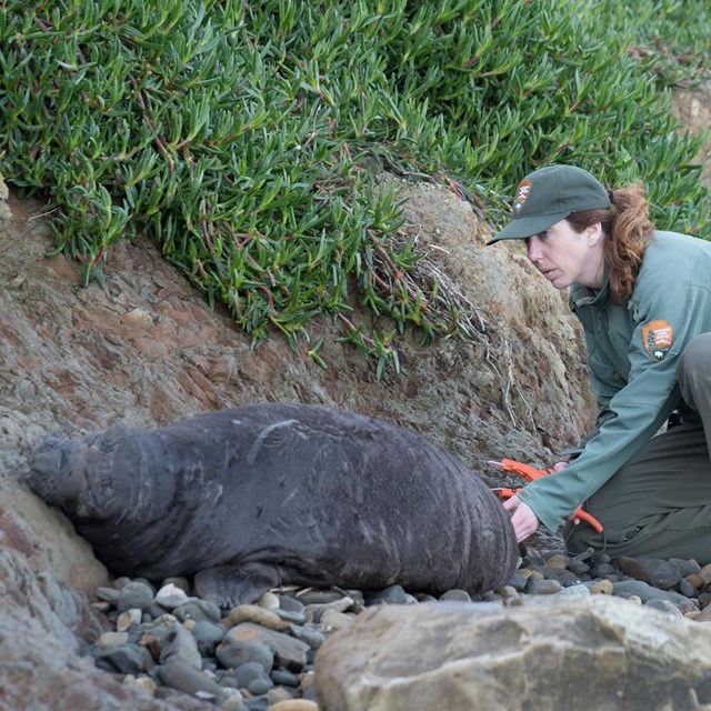 A researcher tags a weaned pup.