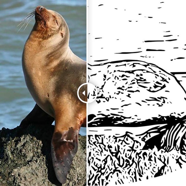 Outline of a sealion to color in