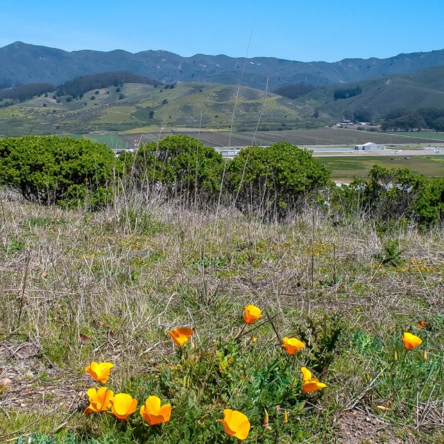 Poppies in a field with mountains behind