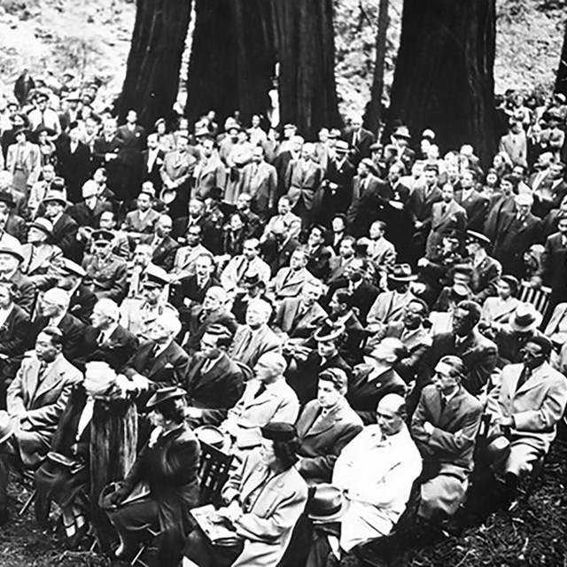 crowd of people sit in redwoods