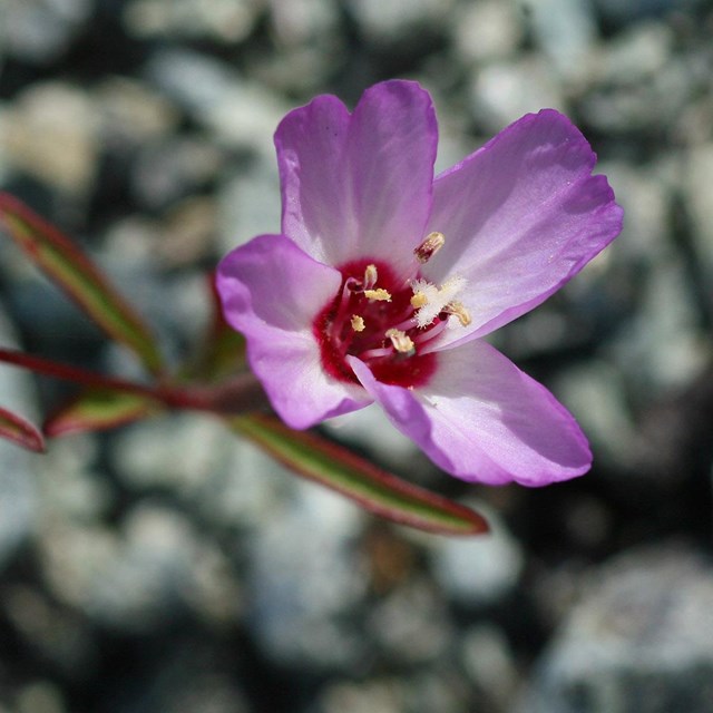 Presidio clarkia