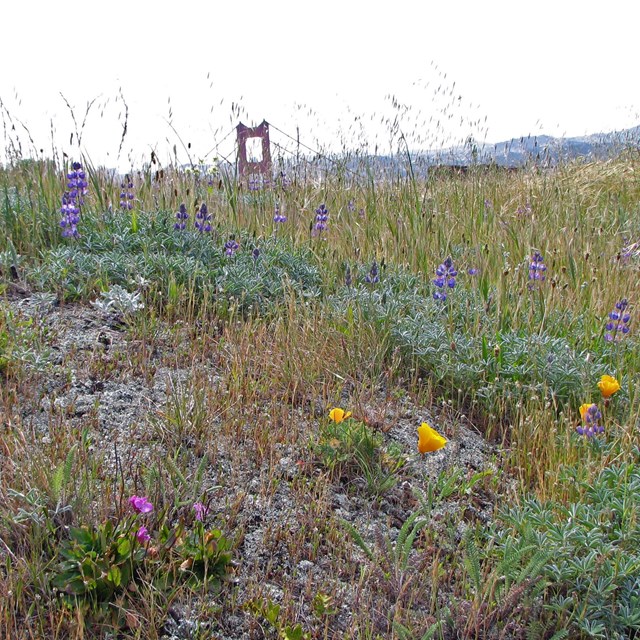 Grassland plants flowering, with the Golden Gate in the background