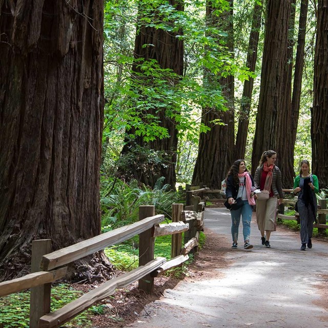 three women walk along a winding, tree lined trail in Muir Woods