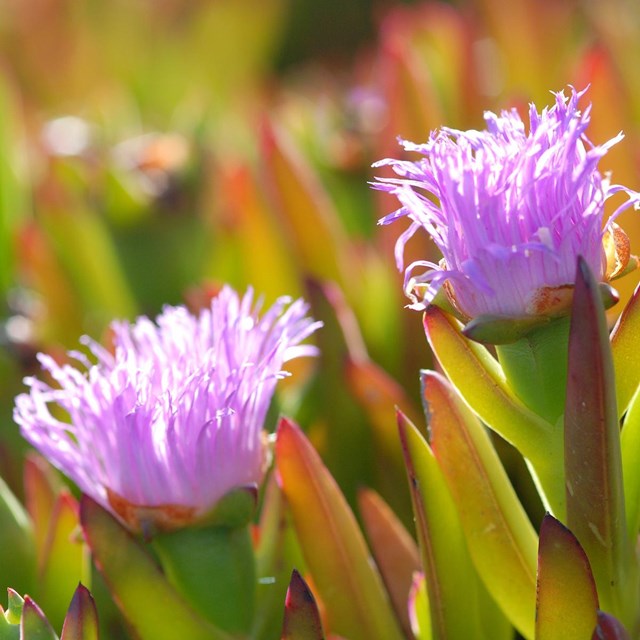Close up of ice plant flowers.