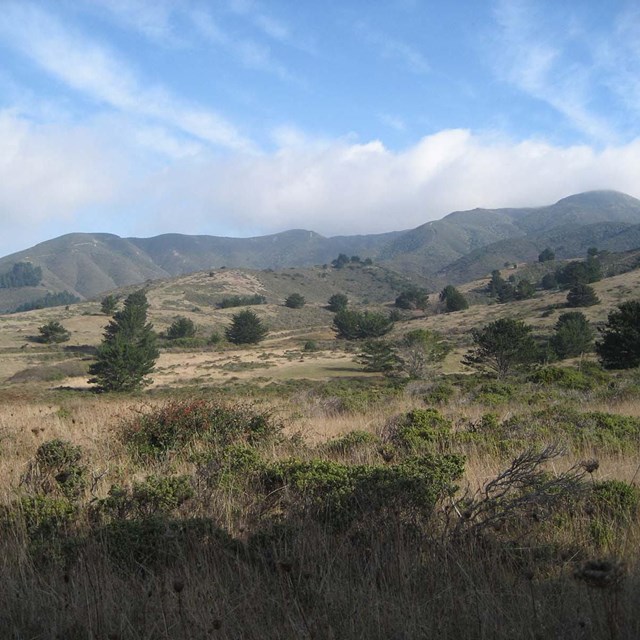 grassy hillside