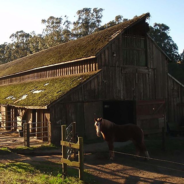 wood barn with horse in front
