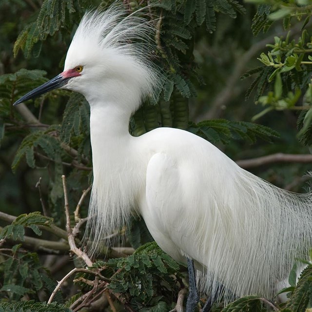 Snowy egret on Alcatraz.