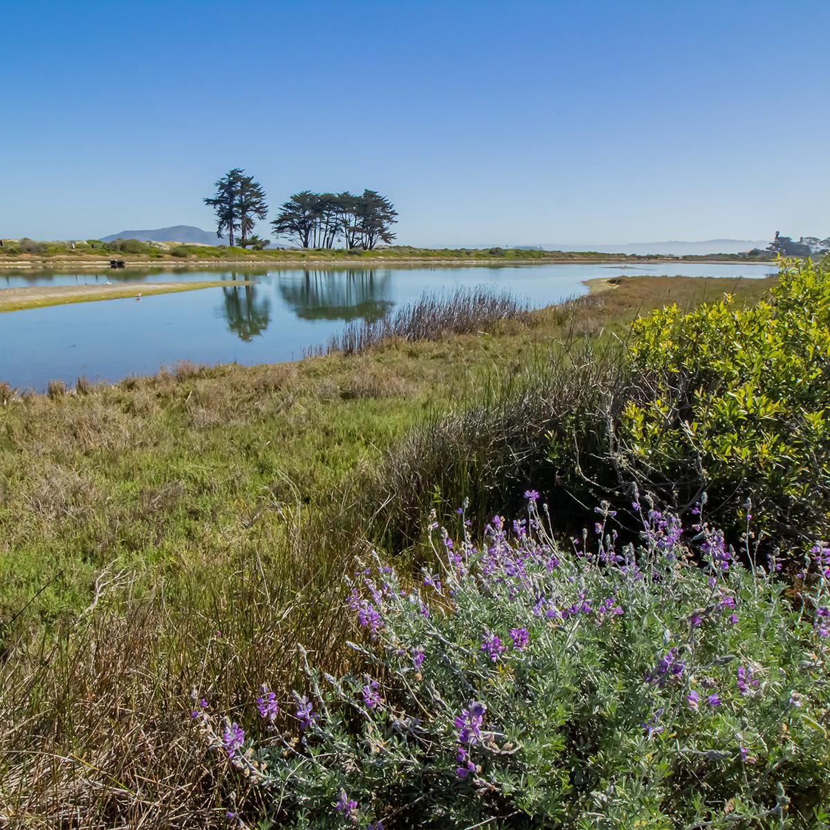Crissy Marsh, Ramaytush Ohlone ancestral homeland.