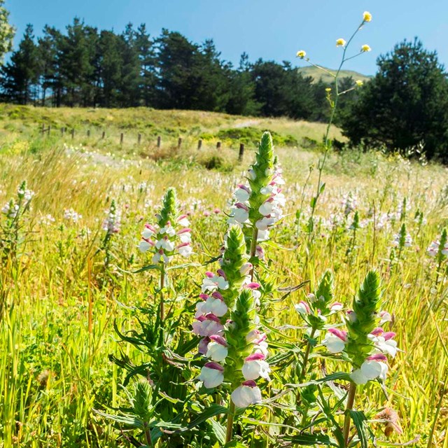 wildflower grow from a grassy hillside