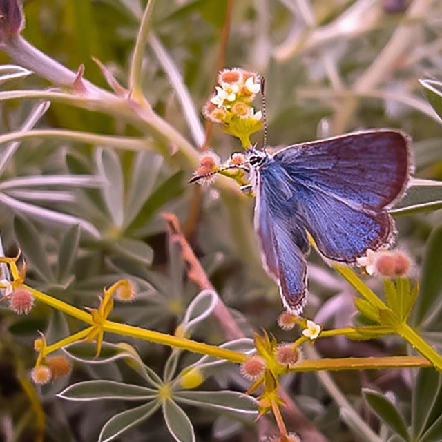 purplely blue butterfly polinates fuzzy wildflower
